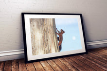 Load image into Gallery viewer, Print / Canvas a red Squirrel at Lake Garda wall art, Italy Wildlife Photography nature framed photo boyfriend gifts girlfriend Christmas
