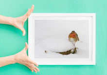 Load image into Gallery viewer, Wildlife Prints in the Snow, Robin Prints for Sale and Animal wall art Home Decor Gifts - SCoellPhotography
