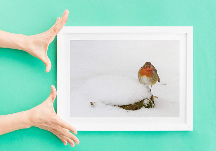 Wildlife Prints in the Snow, Robin Prints for Sale and Animal wall art Home Decor Gifts - SCoellPhotography
