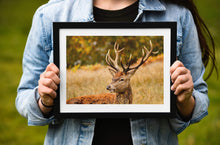 Load image into Gallery viewer, Stag Print at Richmond Park, London Wildlife Pictures, Red Deer Photography and Home Decor Gifts - SCoellPhotography
