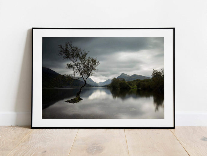 Snowdonia wall art of The Lone Tree Llanberis, Llyn Padarn Mountain Photography for Sale Home Decor Gifts - SCoellPhotography